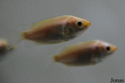 Moskvarium
