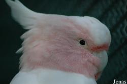 Cacatua leadbeateri