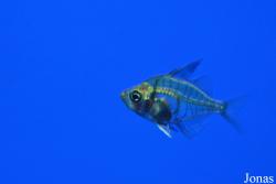 Pseudambassis ranga
