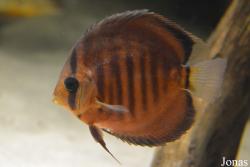 Moskvarium