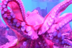 Moskvarium