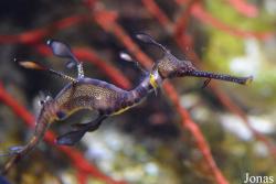 Moskvarium