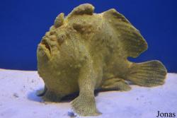 Antennarius hispidus