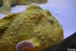 Moskvarium