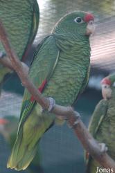Vogelpark Walsrode