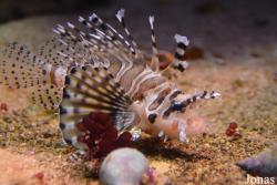 Pterois antennata