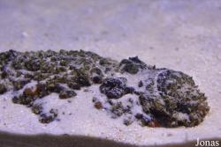 Moskvarium