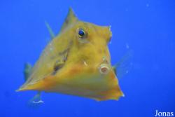 Tetrosomus gibbosus