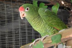 Amazona tucumana