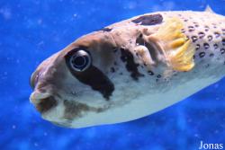 Diodon liturosus
