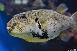 Moskvarium