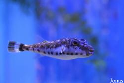 Moskvarium