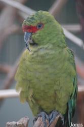 Vogelpark Walsrode