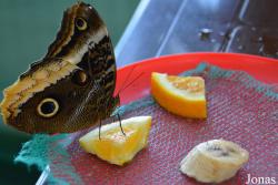 Moscow Butterfly House VDNKh