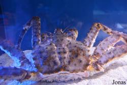 Marine Aquarium na Chistykh Prudach