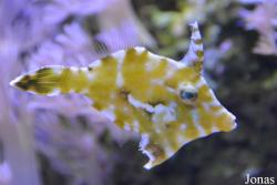 Monacanthus ciliatus