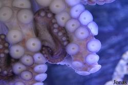 Crocus City Oceanarium