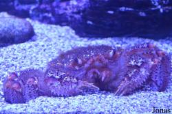 Crocus City Oceanarium
