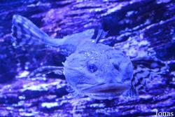 Crocus City Oceanarium