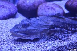 Scorpaena guttata