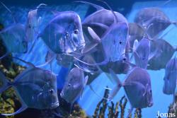 Crocus City Oceanarium