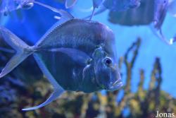 Crocus City Oceanarium