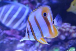 Crocus City Oceanarium
