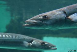 Crocus City Oceanarium