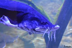 Crocus City Oceanarium