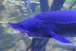 Crocus City Oceanarium