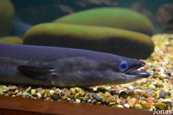 Crocus City Oceanarium