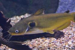 Horabagrus brachysoma