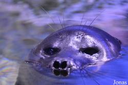 Crocus City Oceanarium