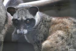 Paradoxurus musanga
