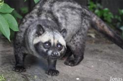 Paradoxurus hermaphroditus