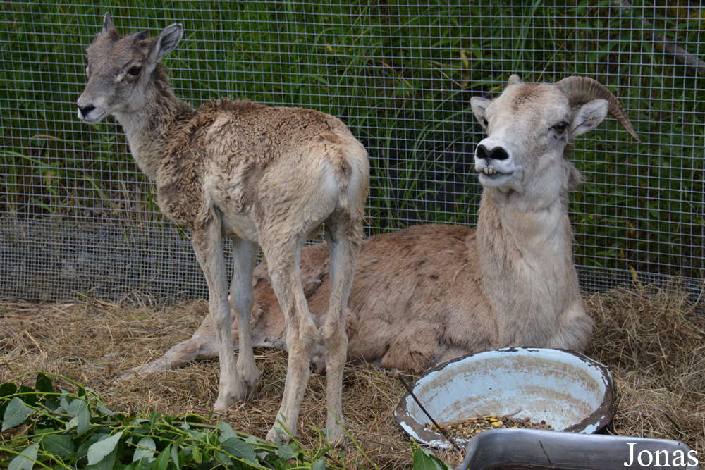 Moscow Zoo Centre for Rare Animals Reproduction (P)