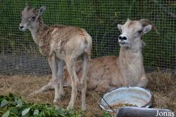 Moscow Zoo Centre for Rare Animals Reproduction (P)