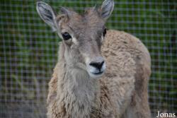 Moscow Zoo Centre for Rare Animals Reproduction (P)