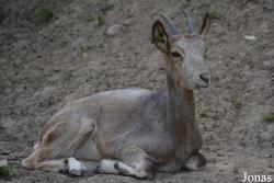 Moscow Zoo Centre for Rare Animals Reproduction (P)
