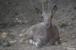Moscow Zoo Centre for Rare Animals Reproduction (P)