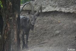 Moscow Zoo Centre for Rare Animals Reproduction (P)