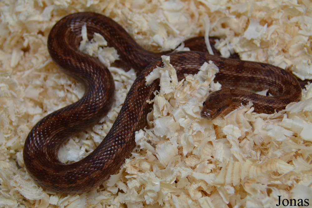 Moscow Zoo Centre for Rare Animals Reproduction (P)