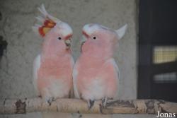 Bird Park Vorobyi