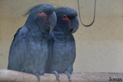 Bird Park Vorobyi