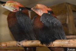 Buceros hydrocorax semigaleatus