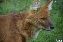Dierenpark Zie-Zoo