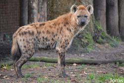DierenPark Amersfoort