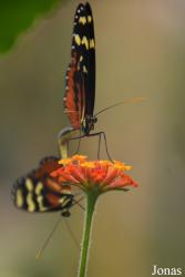 Hamadryas amphinome
