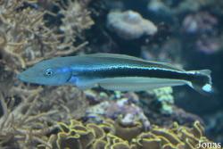 Malacanthidae