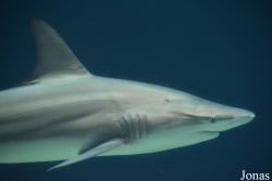 Carcharhinus limbatus